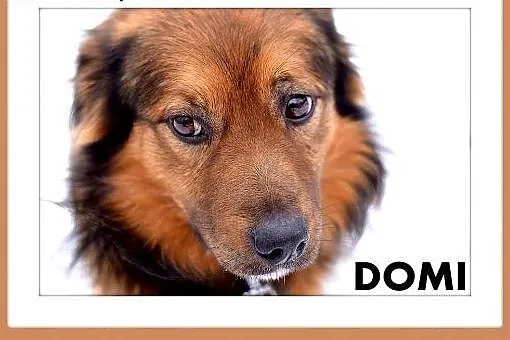 DOMI,15kg,mądry,łagodny,spokojny,grzeczny piesek rodzinny.,  śląskie Katowice