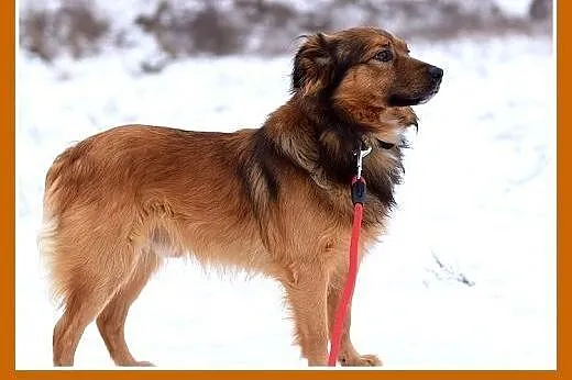 DOMI,15kg,mądry,łagodny,spokojny,grzeczny piesek r