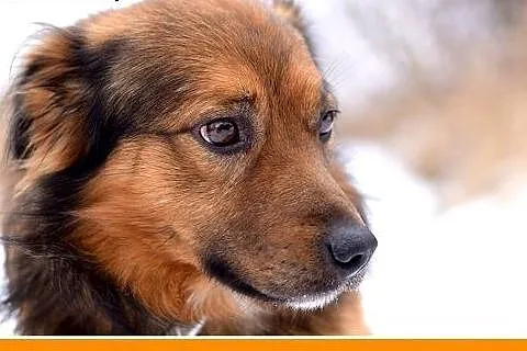 DOMI,15kg,mądry,łagodny,spokojny,grzeczny piesek r
