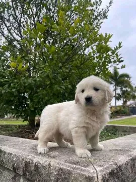 Most beautiful and outstanding Golden Retriever puppies ready to make a new family awe, , Łódź