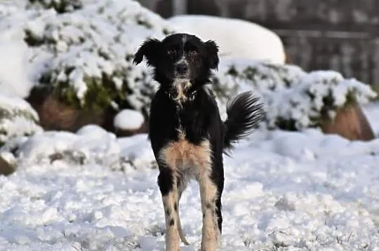 POLA młoda wesoła sunia kochająca ludzi i świat poleca się do adopcji ,  Kundelki cała Polska