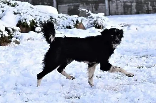 POLA młoda wesoła sunia kochająca ludzi i świat poleca się do adopcji ,  Kundelki cała Polska, 