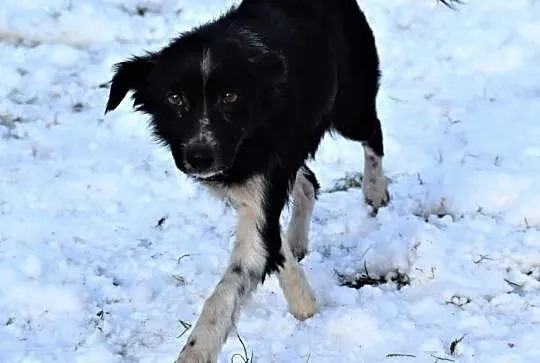 POLA młoda wesoła sunia kochająca ludzi i świat poleca się do adopcji ,  Kundelki cała Polska, 