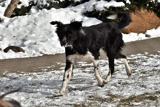 POLA młoda wesoła sunia kochająca ludzi i świat poleca się do adopcji ,  Kundelki cała Polska, 