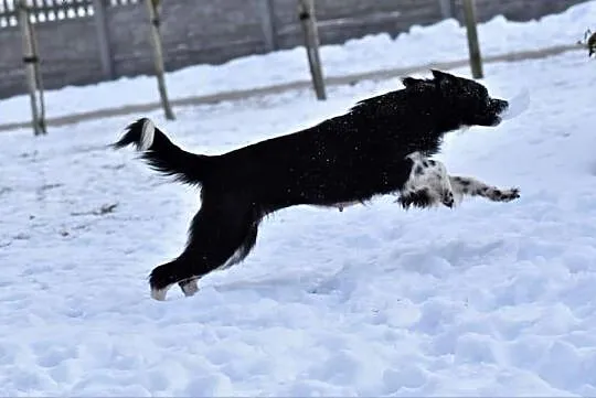 POLA młoda wesoła sunia kochająca ludzi i świat poleca się do adopcji ,  Kundelki cała Polska, 