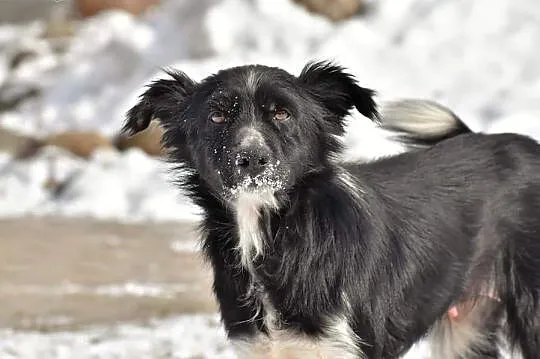 POLA młoda wesoła sunia kochająca ludzi i świat poleca się do adopcji ,  Kundelki cała Polska, 