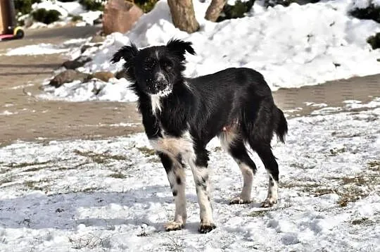 POLA młoda wesoła sunia kochająca ludzi i świat poleca się do adopcji ,  Kundelki cała Polska, 
