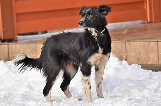 POLA młoda wesoła sunia kochająca ludzi i świat poleca się do adopcji ,  Kundelki cała Polska, 