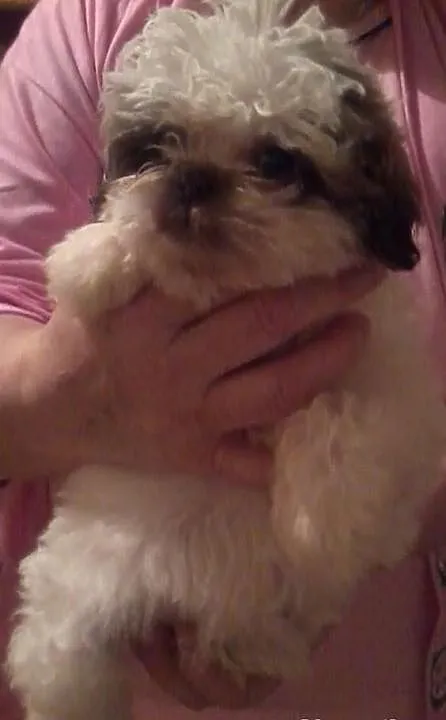 Shih Tzu