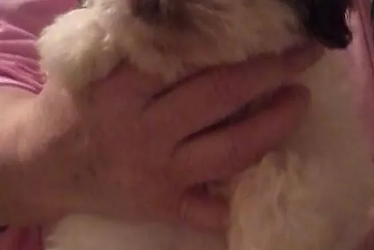 Shih Tzu