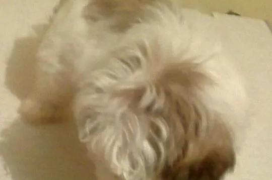 Shih Tzu