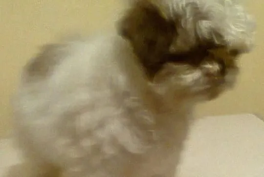 Shih Tzu