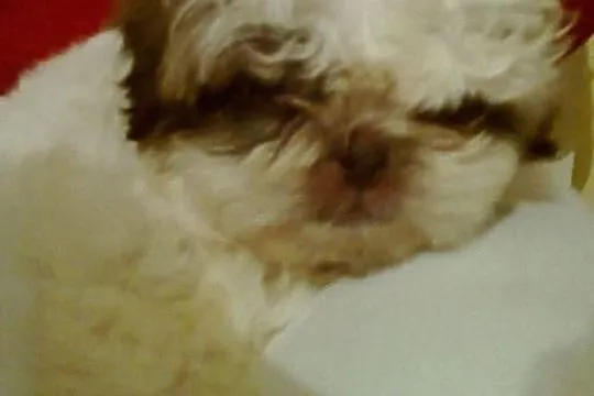 Shih Tzu