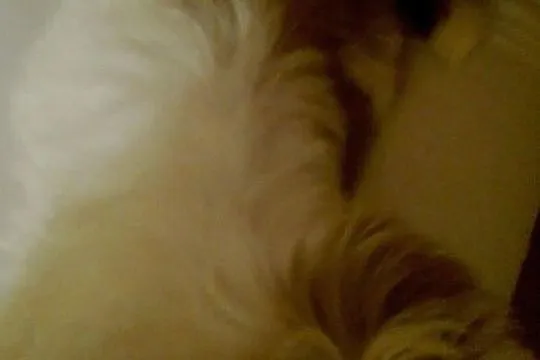 Shih Tzu