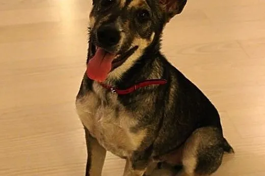 Milik, młody pies do adopcji,  mazowieckie Warszawa