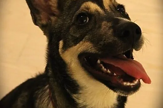 Milik, młody pies do adopcji,  mazowieckie Warszaw
