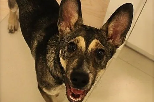 Milik, młody pies do adopcji,  mazowieckie Warszaw