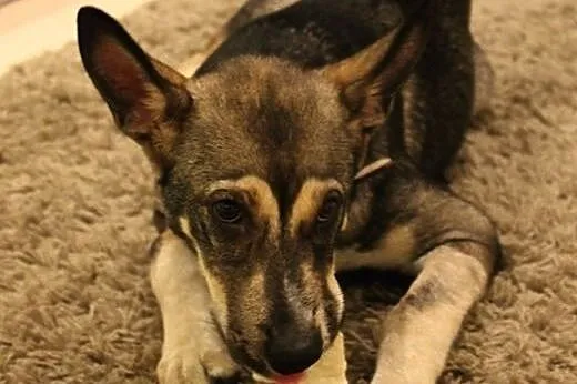Milik, młody pies do adopcji,  mazowieckie Warszaw