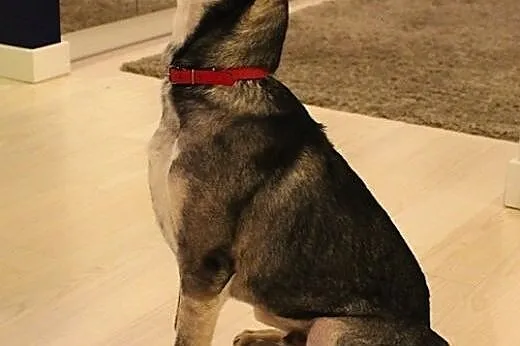 Milik, młody pies do adopcji,  mazowieckie Warszaw