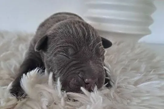 Amstaff blue, Wielkopolskie, Opatów