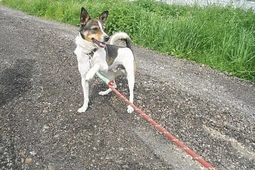 Smerfik kocha ludzi, mimo to w schronisku czeka ju