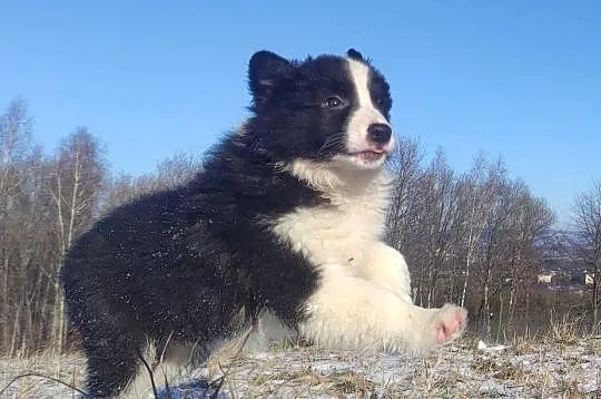 BORDER COLLIE - piękna suka z Hodowli - Szczenię z pełną dok.