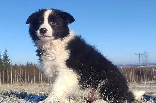 BORDER COLLIE - piękna suka z Hodowli - Szczenię z pełną dok., Podkarpackie, Iwonicz