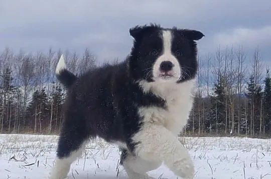 BORDER COLLIE - piękna suka z Hodowli - Szczenię z pełną dok., Podkarpackie, Iwonicz