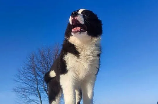 BORDER COLLIE - piękna suka z Hodowli - Szczenię z pełną dok., Podkarpackie, Iwonicz