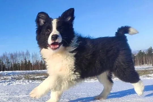 BORDER COLLIE - piękna suka z Hodowli - Szczenię z pełną dok., Podkarpackie, Iwonicz