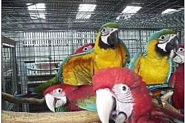 Papugi i jaja urodzajne