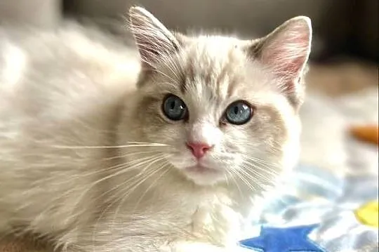 Ragdoll śliczny chłopczyk