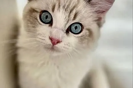 Ragdoll śliczny chłopczyk, Łódzkie, Łódź