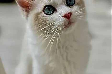 Ragdoll śliczny chłopczyk, Łódzkie, Łódź