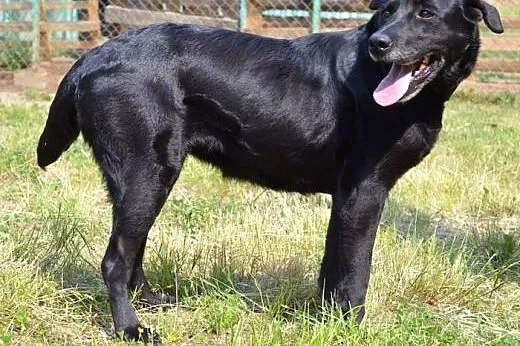 Wspaniała Lira w typie labradora :),  warmińsko-mazurskie Olsztyn