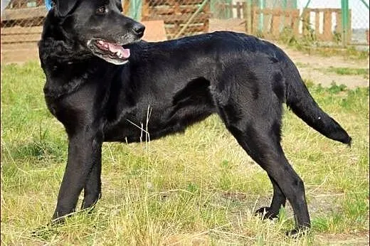 Wspaniała Lira w typie labradora :),  warmińsko-ma