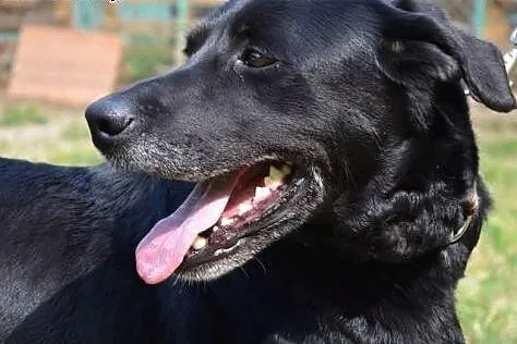 Wspaniała Lira w typie labradora :),  warmińsko-ma