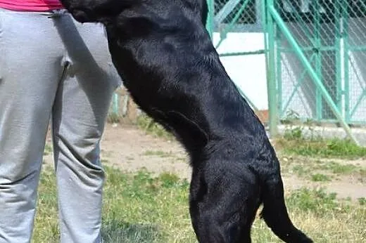 Wspaniała Lira w typie labradora :),  warmińsko-ma