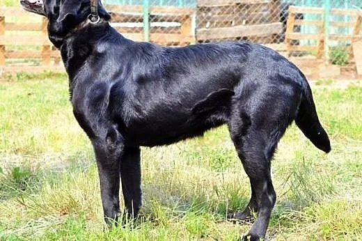 Wspaniała Lira w typie labradora :),  warmińsko-ma