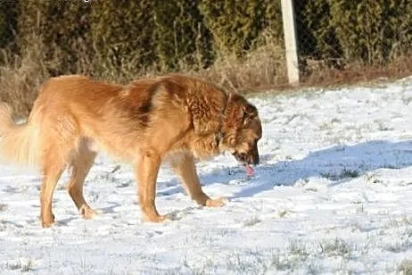 To co mam, to radość, którą chcę Ci dać,  świętokr