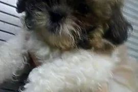 Piesek Shih tzu