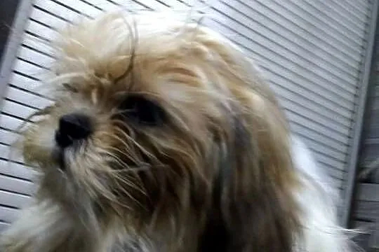 Piesek Shih tzu, Kujawsko-pomorskie, Unisław