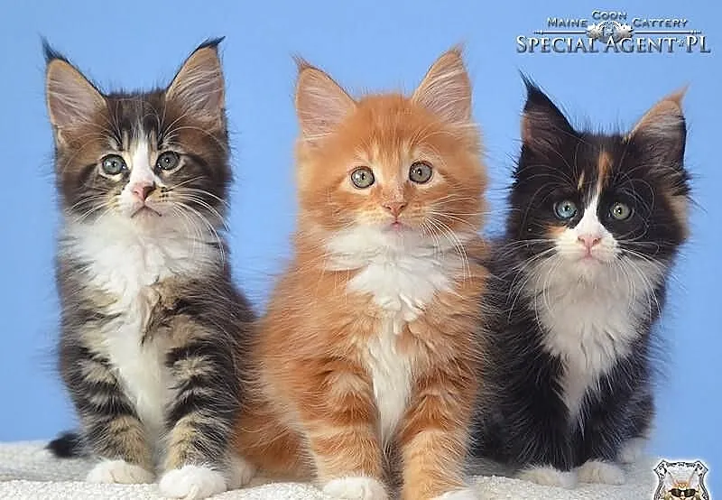 Kocięta Maine Coon z rodowodem FPL / FIFE