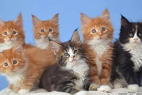 Kocięta Maine Coon z rodowodem FPL / FIFE