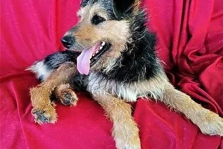 TOBY - piękny, kochany psiak w typie terriera do adopcji,  mazowieckie Warszawa, Mazowieckie, Warszawa