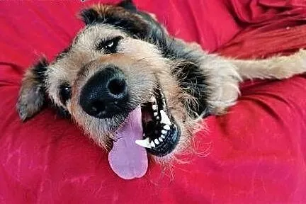 TOBY - piękny, kochany psiak w typie terriera do adopcji,  mazowieckie Warszawa, Mazowieckie, Warszawa