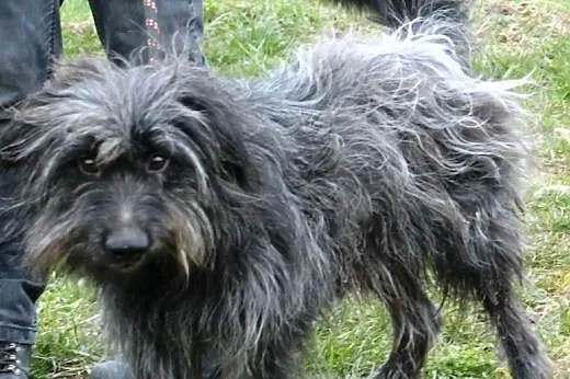 Super fajnay Gory - ma coś z teriera lub sznaucera