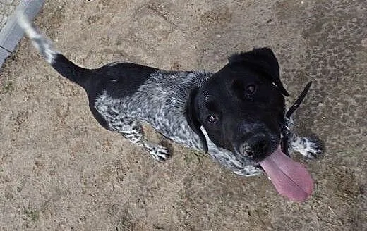 Lucky- wyżeł niemiecki FILMIKI, dolnośląskie Wroc