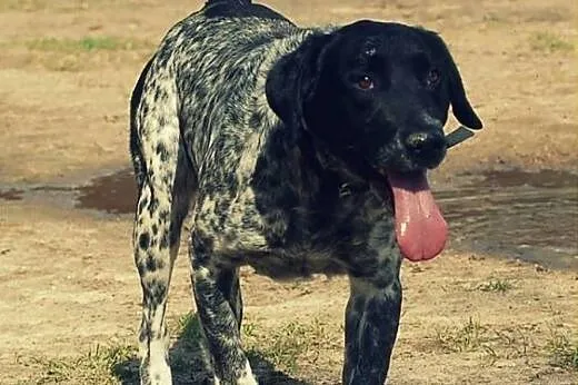 Lucky- wyżeł niemiecki FILMIKI,  dolnośląskie Wroc
