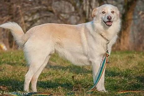 OTOZ Animals - Puszek - całe życie bezdomny. Tylko